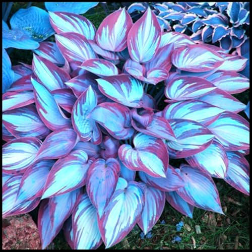Excellent Display, Cut Flowers, Hosta Bulbs for Planting, Natural Organic, Wedding Flowers, Good for Containers-4 Bulbs-B