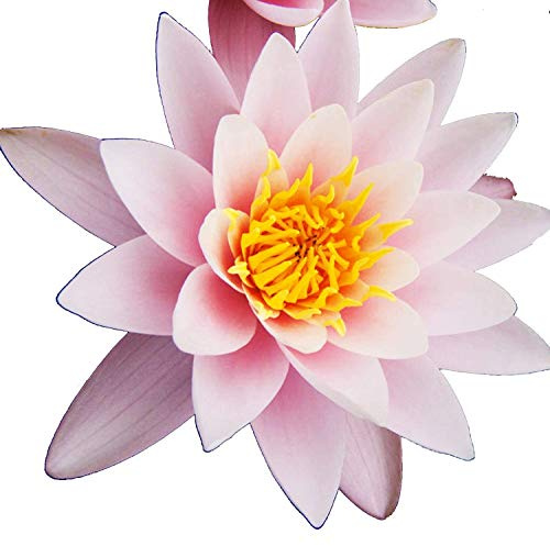 Live Water Lily Tuber Nymphaea Marliacea Carnea Light Pink Red Hardy Aquatic Plants for Aquarium Freshwater Fish Pond Flower Garden