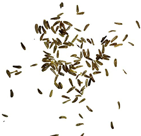 ZHOUBAA Lot de 100 graines de citronnelle, anti-moustiques, anti-moustiques, décoration de jardin