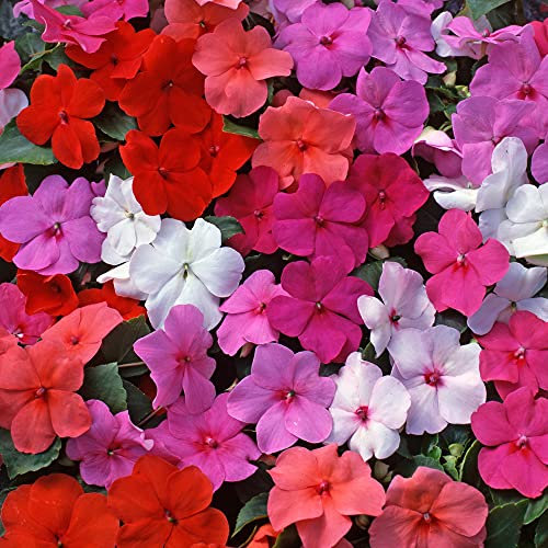 Impatiens Beacon Mix | Colourful Flowering Garden Ready Bedding Plants 6 Pack