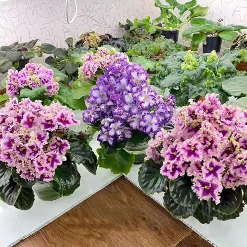 usambaraveilchen samen - winterharte stauden winterharte pflanzen für balkon - Seltene Pflanzen serie - dachbegrünung blumenwiese samen hochbeet balkon deko balkonpflanzen winterhart 600pcs