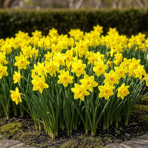 Blomsterlökar - Narcissus 'Tete-A-Tete' - Gul - 25 plantor - Lökstorlek 10/11-15-30cm - Ø5cm - Trädgårdsväxt - Flerdeal