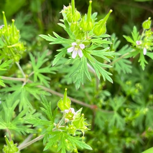 Semillas de Cranesbill, silvestres Geranio wilfordii, semillas de cobertura del suelo resistentes 120pcs