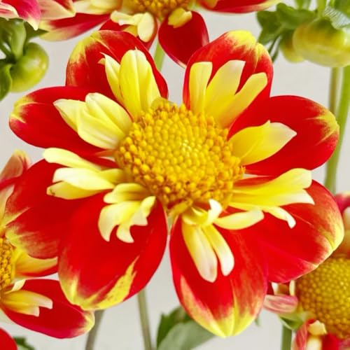 dalia bulbi giardino del balcone prato di api dalia giardino del balcone selvatico Copertura resistente letto elevato Letti elevati per l'interno esotico 3pcs