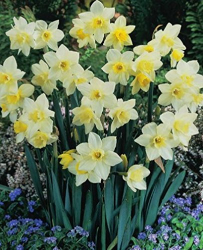 50 Narzissen Pueblo duftend Blumenzwiebeln Narcissus