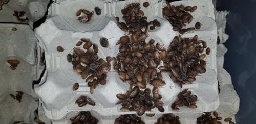 Isopod Gisby-Dubia Roaches,Blaptica Dubia,Live food feeding (Pack of 50)-(Micro-Small)