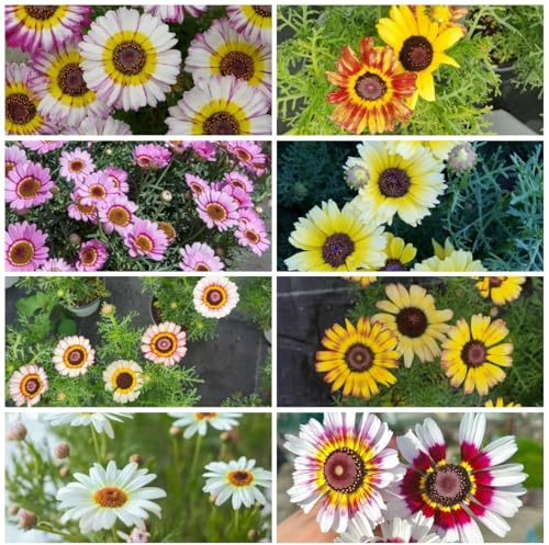 semi di campo, regali insoliti, copertura del terreno, perenne resistente di campo balcone, regali da giardino per donne di campo, 150pcs