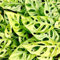 20-30cm en Maceta, Monstera obliqua “Monkey Leaf” Planta de Interior Purificadora del Aire