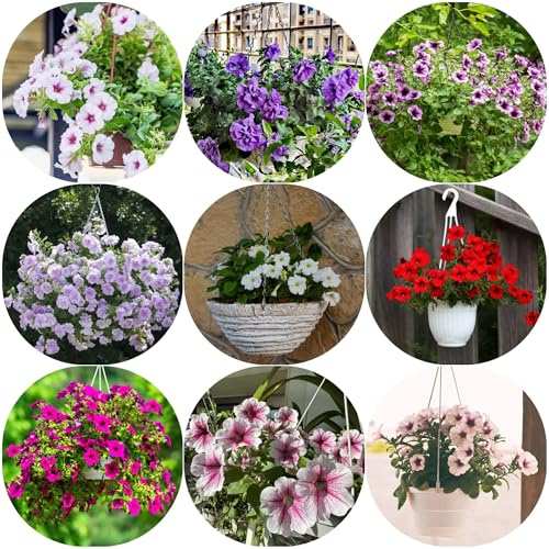 semi di petunia, resistenti giardino del roccioso 2000pcs