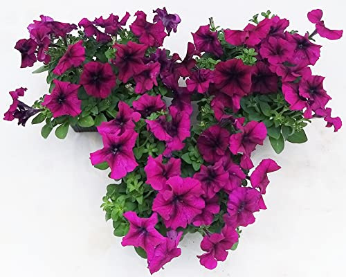 POWERS TO FLOWERS - CALIBRACHOA, PETUNIA, POTUNIA, SURFINIA VIOLA, 12 PIANTE, piante vere