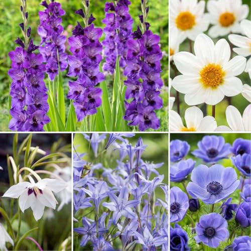 Plant in a Box - Bulb Garden Summer Blue - Blomsterlöksmix - 250 sommarlökar - 5 sorter - Blå & vit