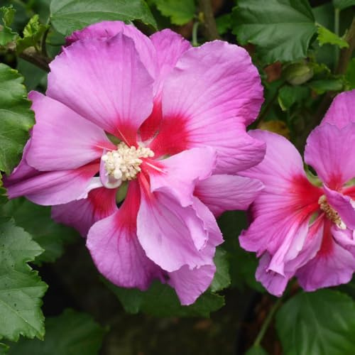 Hibiscus Syriacus Rose Moon Hardy Shrub with Large Pink Flowers Perfect for Sunny Borders & Containers 2X 10 Litre Pots by Thompson and Morgan