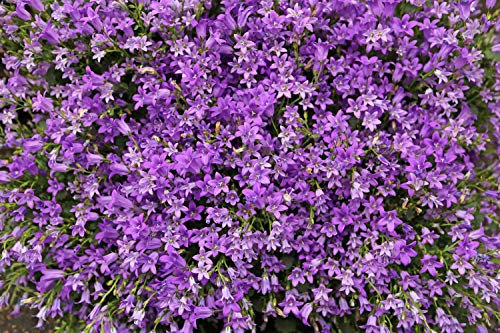 Campanula Garganica 70 Seeds, Adriatic Bellflower