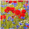 Bilderwelten Glasbild - Sommerwiese mit Mohn und Kornblumen 50 x 50cm