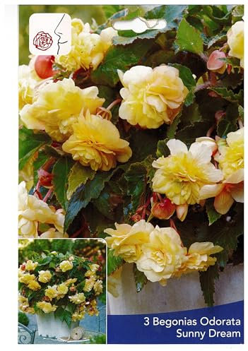 3 Bulbes de Bégonias Parfumés Odorata Sunny Dream