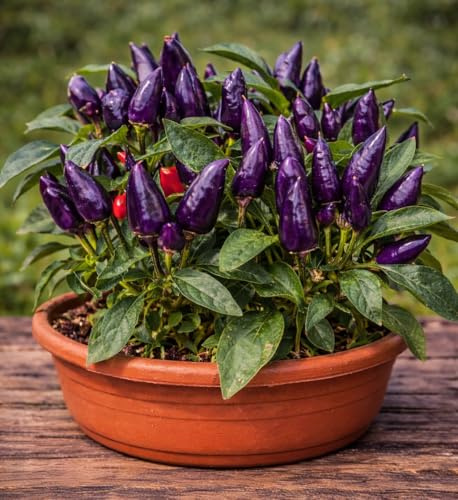 Peperoncino Purple Semi 150 Pezzi – Peperone Frutti Viola dal Gusto Dolce – Pianta Ornamentale e Commestibile – Facile da Coltivare in Vaso e Orto - Piccantezza media