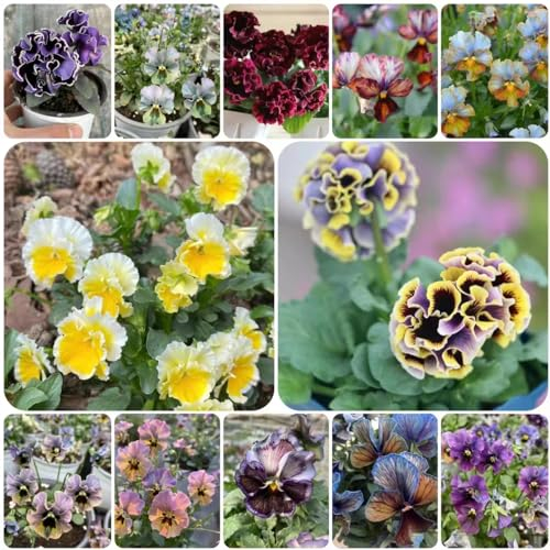 100 pcs wilde stiefmütterchen samen, kräutergarten geschenk wiesensaatgut gartensamen balkonpflanzen winterhart winterharte balkonpflanzen pflanzen garten dachbegrünung bienen wiese