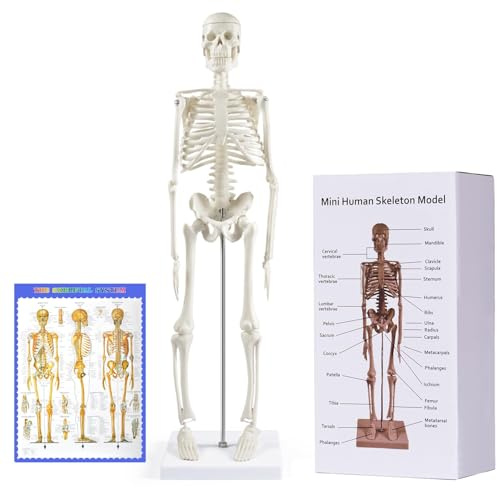 Human Skeleton Model for Anatomy, 45 cm Small Human Skeleton Model with Movable Arms and Legs, Science Model for Study