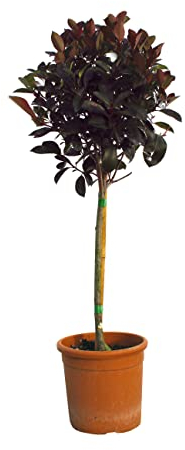 KENTIS - Photinia × Fraseri Red Robin - Plantes de Haie Sempervirentes - Vraies Plantes d'Extérieur Résistantes - Petite Tige H 80-100 cm Pot Ø 22 cm