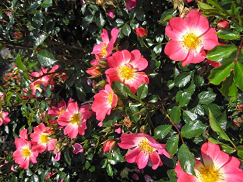 Rosa Bienenweide Bicolor ® - Beetrose Bienenweide Bicolor ® - Tantau Rose