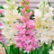 (Tuberosa Tuberosa Bulbi Tuberosa Fiori Tuberosa Fiore Tuberose Bulbi Pianta Di Tuberosa)-Fiori Da Giardino-4Bulbi-a