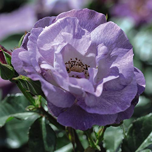 Rose Hardy Garden Plant, Repeat Flowering Compact Shrub, Scented Blue Flowers in Summer, Cottage Gardens, 1 x Rose Floribunda Blue for You Bare Root Plant by Thompson & Morgan (1)