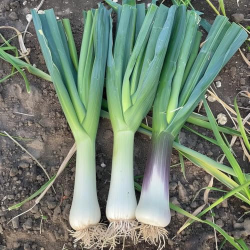 200 Graines de Poireau - SemiSauvage Permaculture