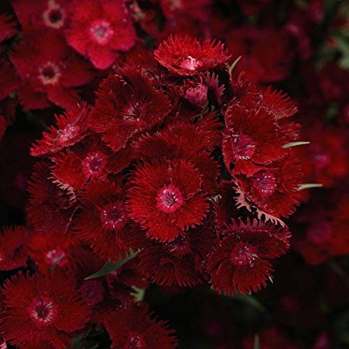 Dianthus Garden Plant Hardy Perennials (Pinks) Rocking Red Sweet William Flowering Garden Plants Easy to Grow Your Own 6X Plug Plants
