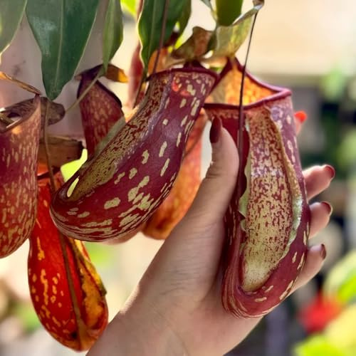 semi di nepenthes - in vaso resistenti carnivora rampicante decorative giardino biologici 250pcs