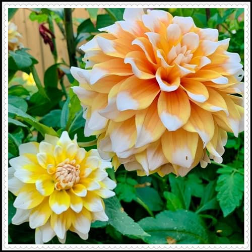 Winterharte Dahlienzwiebel, mehrjährige Gartenpflanze, wächst gut in Töpfen, pflegeleicht, lange Blütezeit, blüht im Sommer-8zwiebeln-D