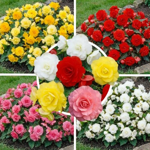 FLORIUM Begonie multicolori appeso collezione Cascade, miscela di 5 tuberi di begonia dall'Olanda, vere begonie grandi (senza semi e non artificiali)