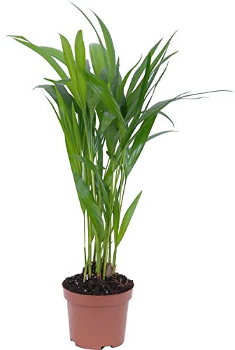 Palmera Areca Natural Planta de Interior Fácil de Mantener