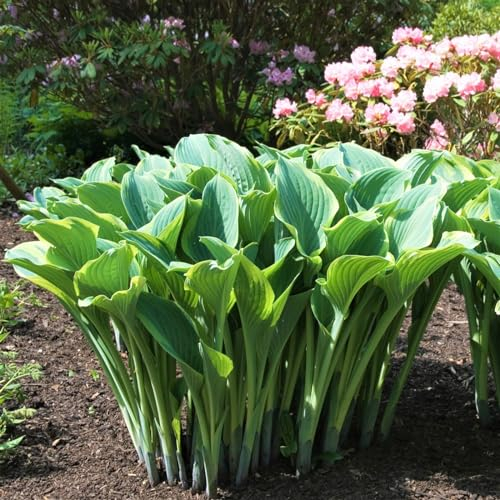 Hosta zwiebeln Hardy perennial funkien Hosta pflanze Hosta pflanze winterhart Hardy funkien