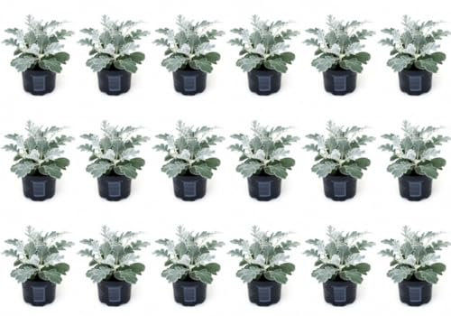 Pack de 18 plantas Senecio Maritima, 15-20 cm. Planta de plata. Dusty miller. Planta ornamental de hojas plateadas, ideal para bordes y jardines soleados. Segura Garden.