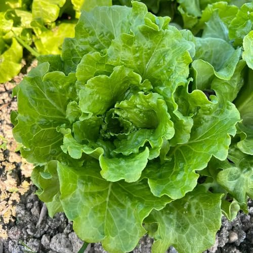 semillas de lechuga de hoja orgánica - interiores y exteriores, decoración 55pcs
