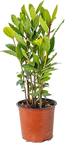 Laurel Natural Árbol con Propiedades Culinarias