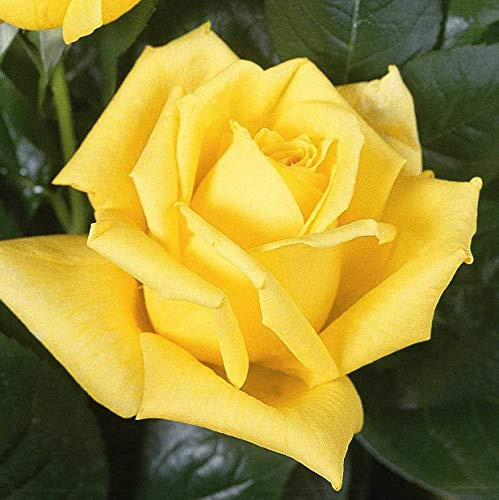 Edelrose 'Landora'®, rein gelbe Buschrose, wurzelnackt, winterhart, robust, öfterblühend, mehrjährig, Qualität aus Müllers Baumschule, inkl. Pflanz- und Pflegeanleitung