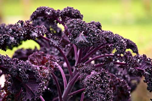 Borecole, Kale Red Russian 300 Seeds, Leafy Salad Seeds, Green Leaves Seeds
