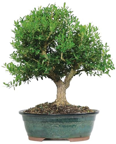 Brussel's Live Harland Boxwood Outdoor Bonsai Tree - 8 Years Old; 10 to 14 Tall with Decorative Container
