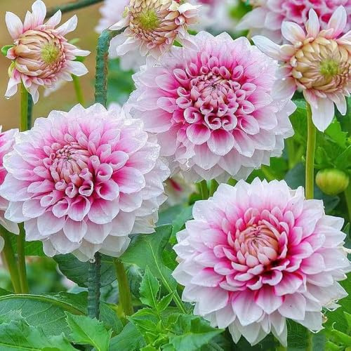 8 pezzi dalia tubercoli resistenti perenni - balcone resistenti bulbi temprana, bulbi primavera