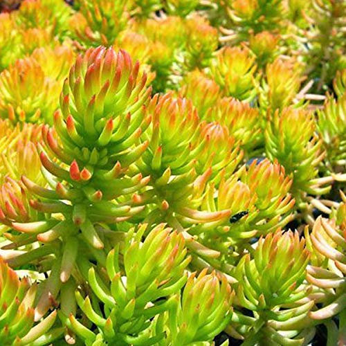 6 x Orpin réfléchi 'Angelina' - Sedum Reflexum 'Angelina' - Godet 9x9 cm, Feuillage Jaune Doré, Très Résistant