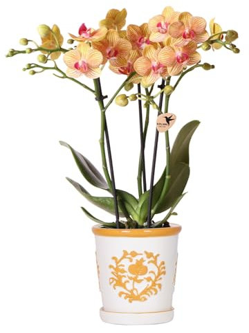 Colibri Orchids | Orchidée orange Jamaica + Malaga Pot décoratif Orange – Taille du pot Ø 9 cm | Plante d'intérieur fleurie – Fraîcheur du cultivateur