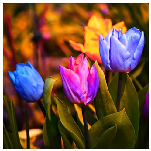 Bulbos de Tulipán | Frescos,Uniformes, Firmes,Naturales, Robustos,Viables-15 bulbos-A
