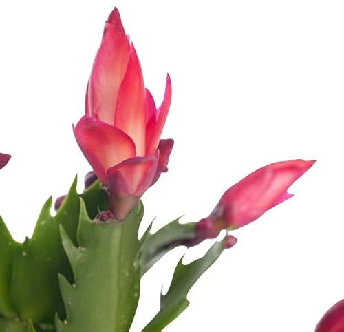 Schlumbergera Cactus Natural con Flores Colgantes en Forma de Campanilla