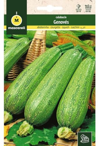 Mascarell Semillas, CALABACÍN, Semillas Huerto, CALABACÍN GENOVÉS, Crea tu Propio Huerto Urbano y Cultivo en Casa, Plantas Hortícolas, 8 Gramos
