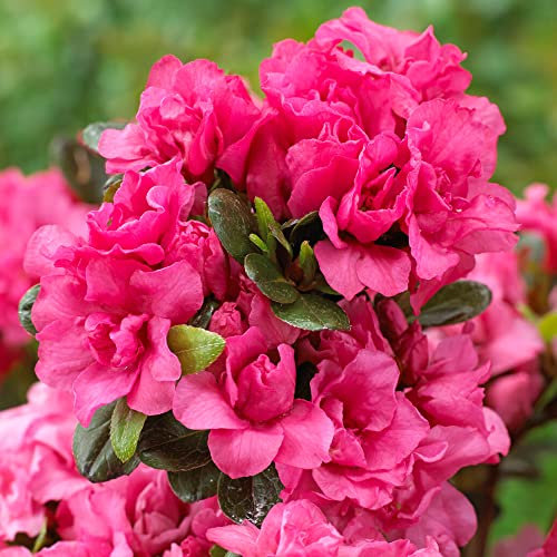 Azalea Rokoko Plant | Pink Spring Flowering Outdoor Garden Shrub Potted | Hardy Evergreen Plant for Borders, Bedding, Containers, Pots - 1L Pot