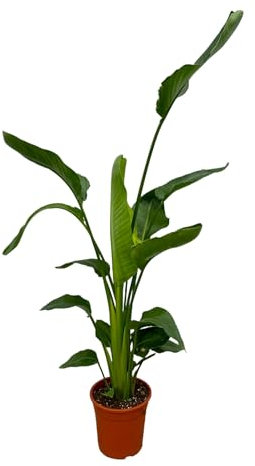 Trendyplants - Strelitzia Nicolai - Paradiesvogelblume - Zimmerpflanze - Höhe 150-170 cm - Topfgröße Ø21cm