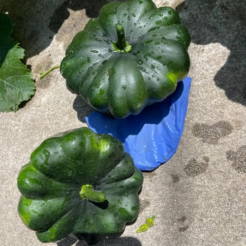 Semillas de calabacín orgánicas, semillas de invierno Cucurbita pepo, raras 60pcs