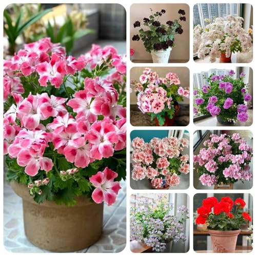 geraniensamen - gewächshaus balkon outdoor rankpflanzen winterharte kübelpflanzen hochbeet dekoration wohnzimmer garten balkongarten zimmerbonsai gartenpflanzen blumensamen mehrjährig 120pcs