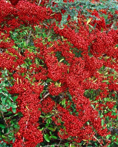 Pyracantha 'Saphyr Rouge' 60-80 cm - Feuerdorn, rote Beeren, immergrün, ideal als Hecke, vogelfreundlich, winterhart